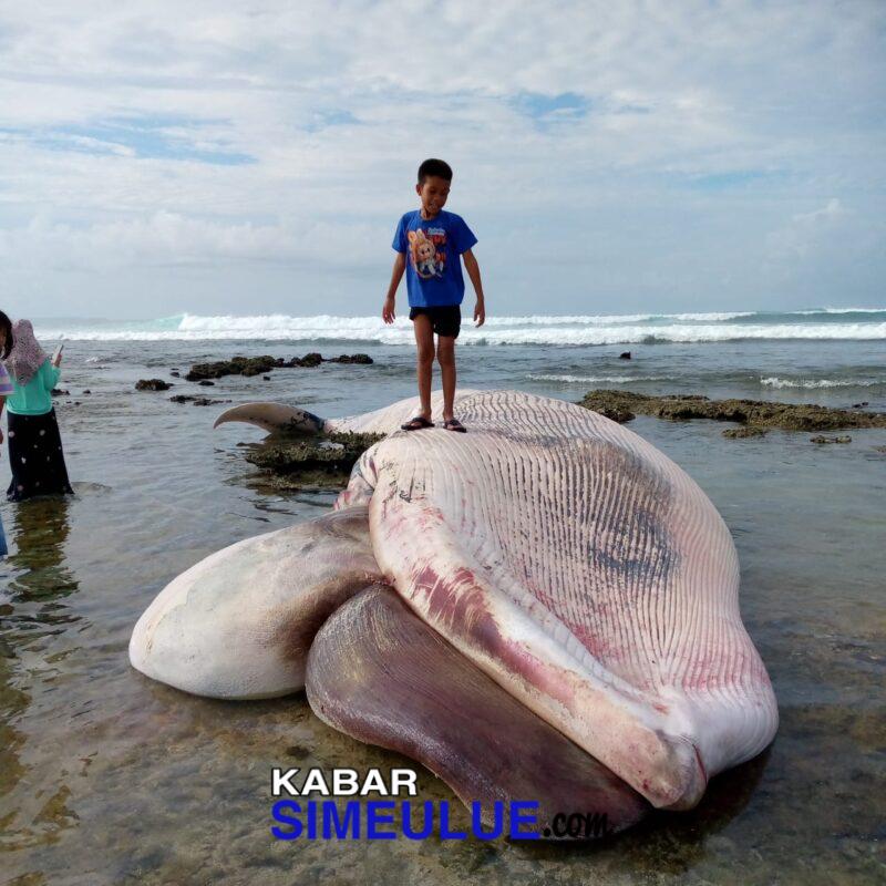 Seorang anak menaiki ikan Paus Biru terdampar di Desa Angkeo